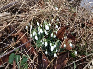 First snowdrops of the year